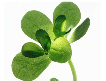 激素脸的治疗土方，五种摆脱激素脸  激素脸 土方 美白祛黄 第2张