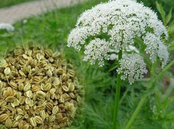 激素脸的治疗土方，五种摆脱激素脸  激素脸 土方 美白祛黄 第3张