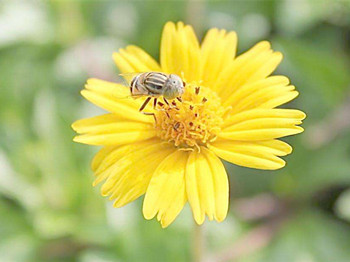 脸过敏红肿怎么快速缓解  脸过敏红肿 美白祛黄 第2张