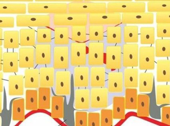 皮肤屏障自我修复周期是多久  皮肤屏障受损 美白祛黄 第3张