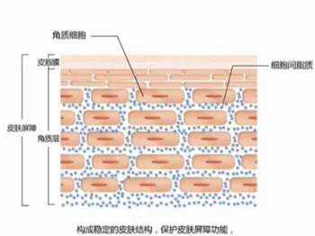 皮脂膜和皮肤屏障受损怎么修复