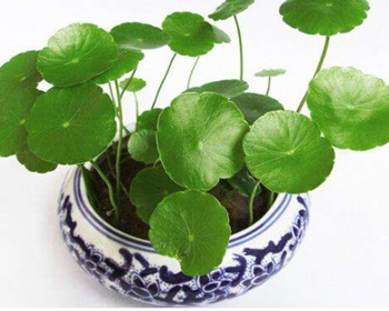 积雪草修护皮肤屏障管用吗  皮肤屏障 美白祛黄 第2张