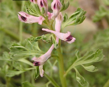 地丁可以治疗激素脸吗