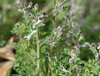 地丁可以治疗激素脸吗  激素脸 美白祛黄 第2张