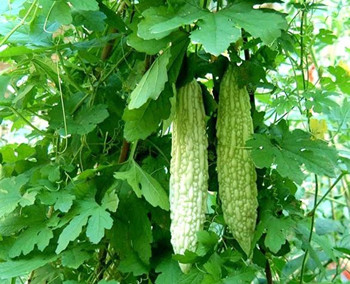 喝苦瓜水对激素脸有帮助吗