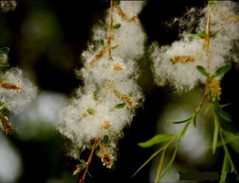 脸上皮肤老过敏是什么原因  过敏 原因 美白祛黄 第3张