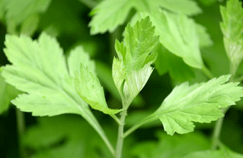 脸过敏了怎么办小偏方，治疗小妙招  脸上过敏怎么办小偏方 美白祛黄 第2张