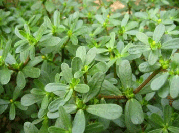 脸过敏了怎么办小偏方，治疗小妙招  脸上过敏怎么办小偏方 美白祛黄 第3张