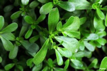 脸上过敏发红发痒偏方8个必看  脸上过敏发红发痒 偏方 美白祛黄 第2张