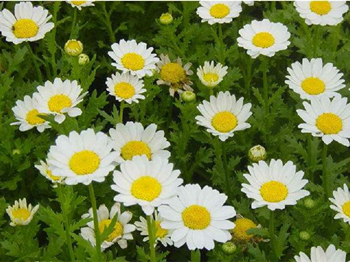 生活小妙招去除红脸蛋