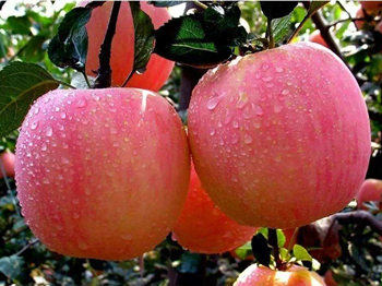 生活小妙招去除红脸蛋  红脸蛋 美白祛黄 第3张