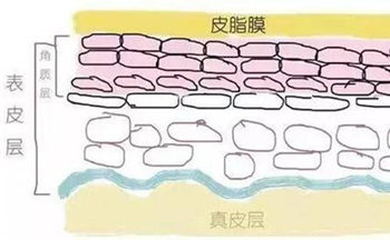 增厚皮肤角质层小妙招哪些真的有效
