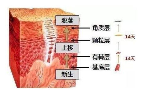 角质层的薄厚会影响什么，太厚太薄都有坏处