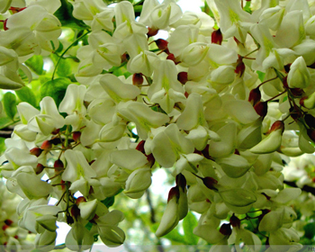 中药敷脸增厚角质层，你不知道的秘方