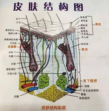 皮肤角质层受损怎么修复妙手六招  修复角质层 美白祛黄 第2张
