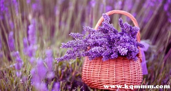 蚊子怕香水味吗，香水驱蚊吗  香水 第2张