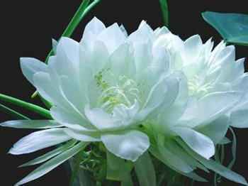 无限极萃雅修复淡化红血丝吗  红血丝护肤品 无极限 美白祛黄 第3张