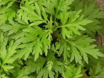 红血丝适合用什么洗脸，洗脸去除红血丝  去红血丝的方法 美白祛黄 第5张