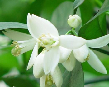 橙花精油可以修护红血丝吗  精油 橙花 修护 美白祛黄 第3张