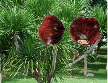 「本草纲目」中关于治疗面部红血丝的记载  本草纲目 面部 美白祛黄 第2张