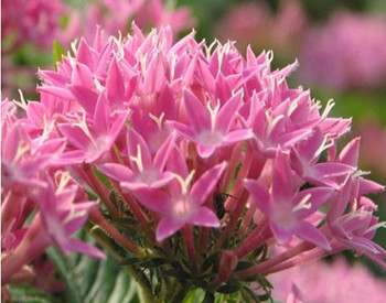 「本草纲目」中关于治疗面部红血丝的记载  本草纲目 面部 美白祛黄 第3张