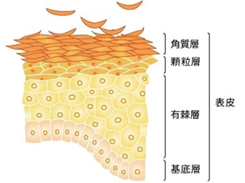 皮肤基底层受损怎么办，做好基底保养永驻青春  基底 底层 皮肤 美白祛黄 第1张