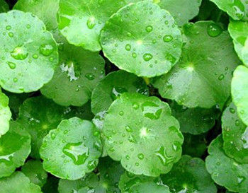 敏感肌肤用积雪草面膜可以吗