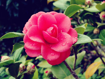 山茶花适合敏感肌肤用吗