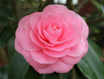 山茶花适合敏感肌肤用吗  敏感肌肤用护肤品 美白祛黄 第2张