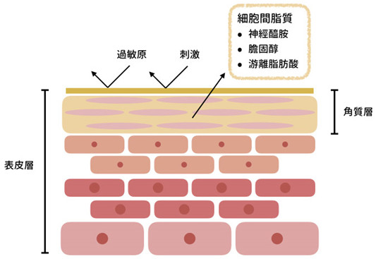 神经酰胺的功效与作用 神经酰胺 第2张 神经酰胺的功效与作用 神经酰胺 第2张