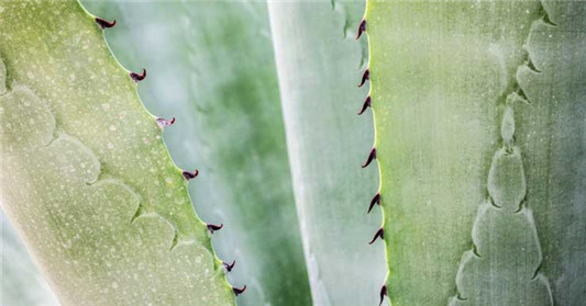 芦荟对皮肤和头发的8大好处