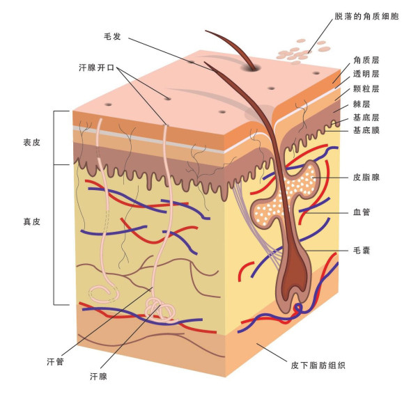 洗面奶的作用，根据洗面奶的成分选择一款适合你的洗面奶