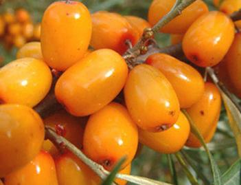 美容极品水果，越吃越漂亮的水果