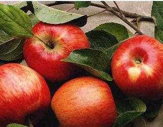 美容极品水果，越吃越漂亮的水果  护肤健康知识 第4张