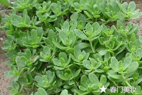 内服外用中医祛痘方法，春门小编亲测好用  祛痘中医 第3张