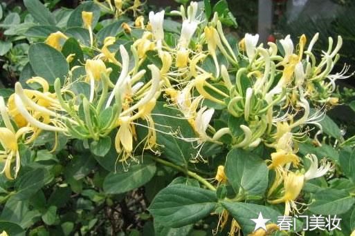 内服外用中医祛痘方法，春门小编亲测好用  祛痘中医 第4张