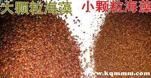 海藻颗粒面膜哪个牌子好，海藻面膜那个牌子好  海藻 第5张