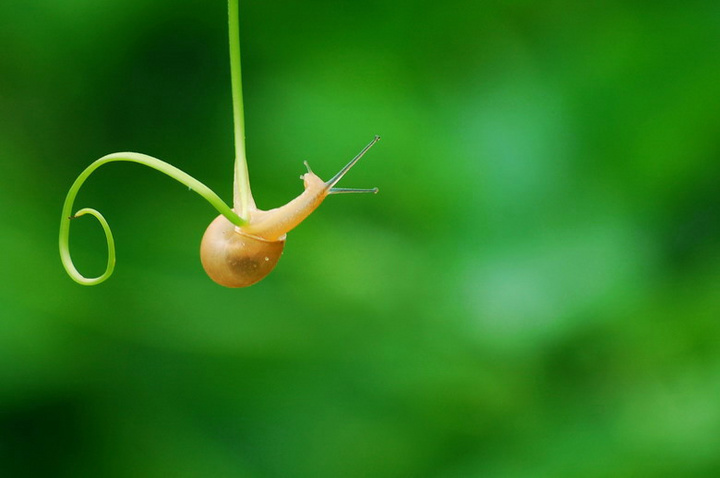 蜗牛面膜哪个牌子好,蜗牛原液面膜有什么功效 蜗牛面膜蜗牛化妆品 第1张 蜗牛面膜哪个牌子好,蜗牛原液面膜有什么功效 蜗牛面膜蜗牛化妆品 第1张