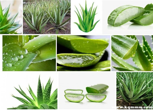 怎样自制美白面膜，自制美白面膜制作方法大全  面膜 第2张