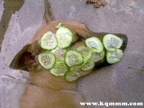 黄瓜面膜的功效与作用，黄瓜做面膜有什么功效作用  黄瓜 第2张