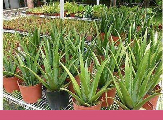 刚摘的芦荟怎么做面膜，鲜芦荟怎么做面膜