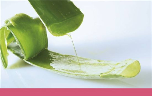 刚摘的芦荟怎么做面膜，鲜芦荟怎么做面膜  芦荟 第2张