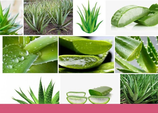 刚摘的芦荟怎么做面膜，鲜芦荟怎么做面膜  芦荟 第4张