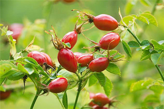 欧洲玫瑰果油怎么样 玫瑰果油 芮芙菈 第4张