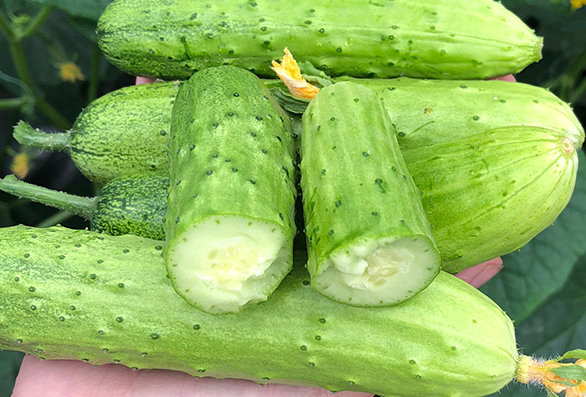 黄瓜汁祛痘效果好不好 祛痘 黄瓜汁祛痘 美妆 第2张