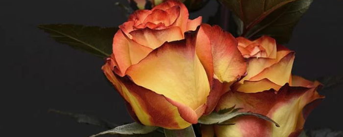 纯玫瑰精油的使用方法 纯玫瑰精油 美妆 第3张