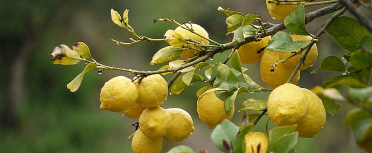 柠檬精油的使用方法 柠檬精油 使用方法 美妆 第2张