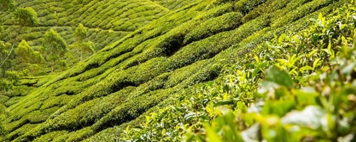 喝乌龙茶能减肥吗 减肥 美妆 第2张