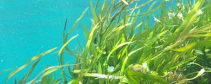 海藻面膜真的有用吗 海藻面膜 美妆 第3张