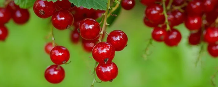 喝苹果醋能减肥吗 减肥 美妆 第3张